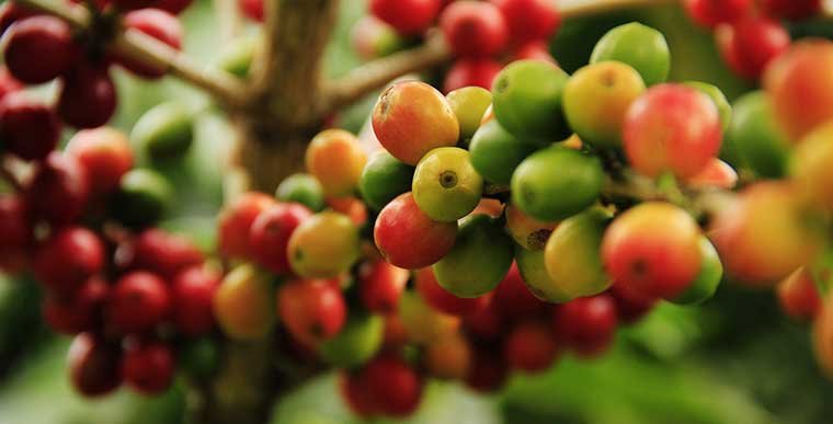 How do Coffee Beans Grow in South America