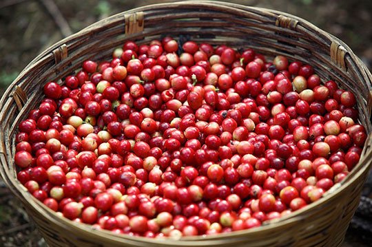 Different Types of Sumatra Blend Coffee Beans